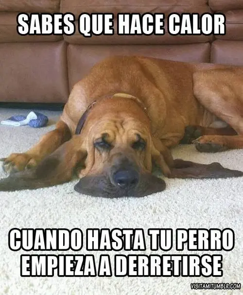 memes