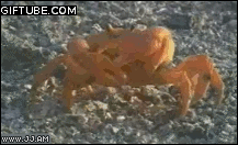 GIFS