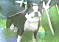 GIFS