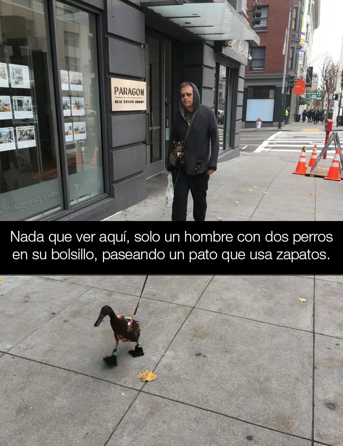 ingeniosos