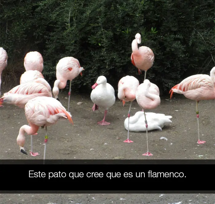 reir