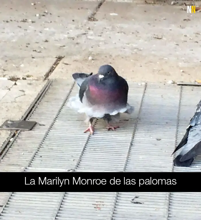 Ingeniosos snapchats de animales que te harán reír sin parar
