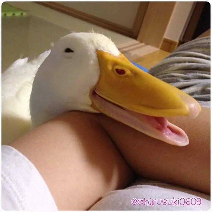 ganzo