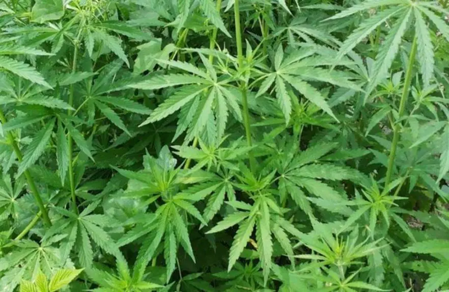 Una sustancia del cannabis puede eliminar la psicosis