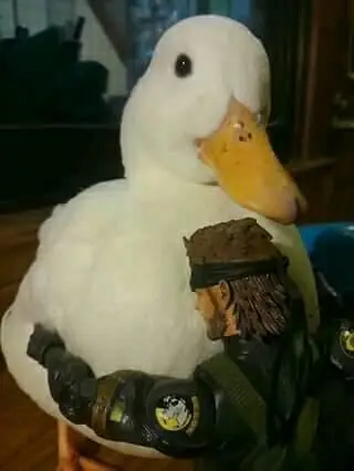 fap