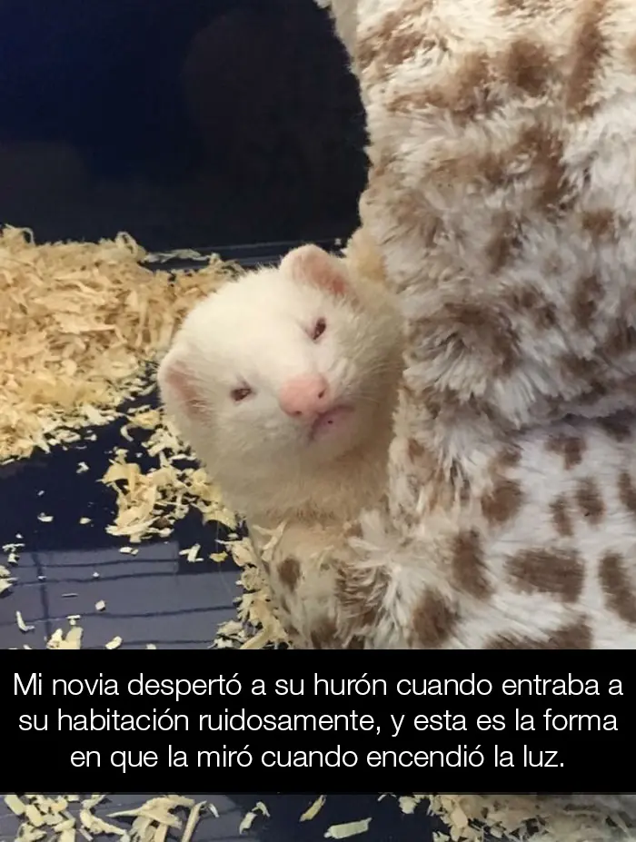 Animales