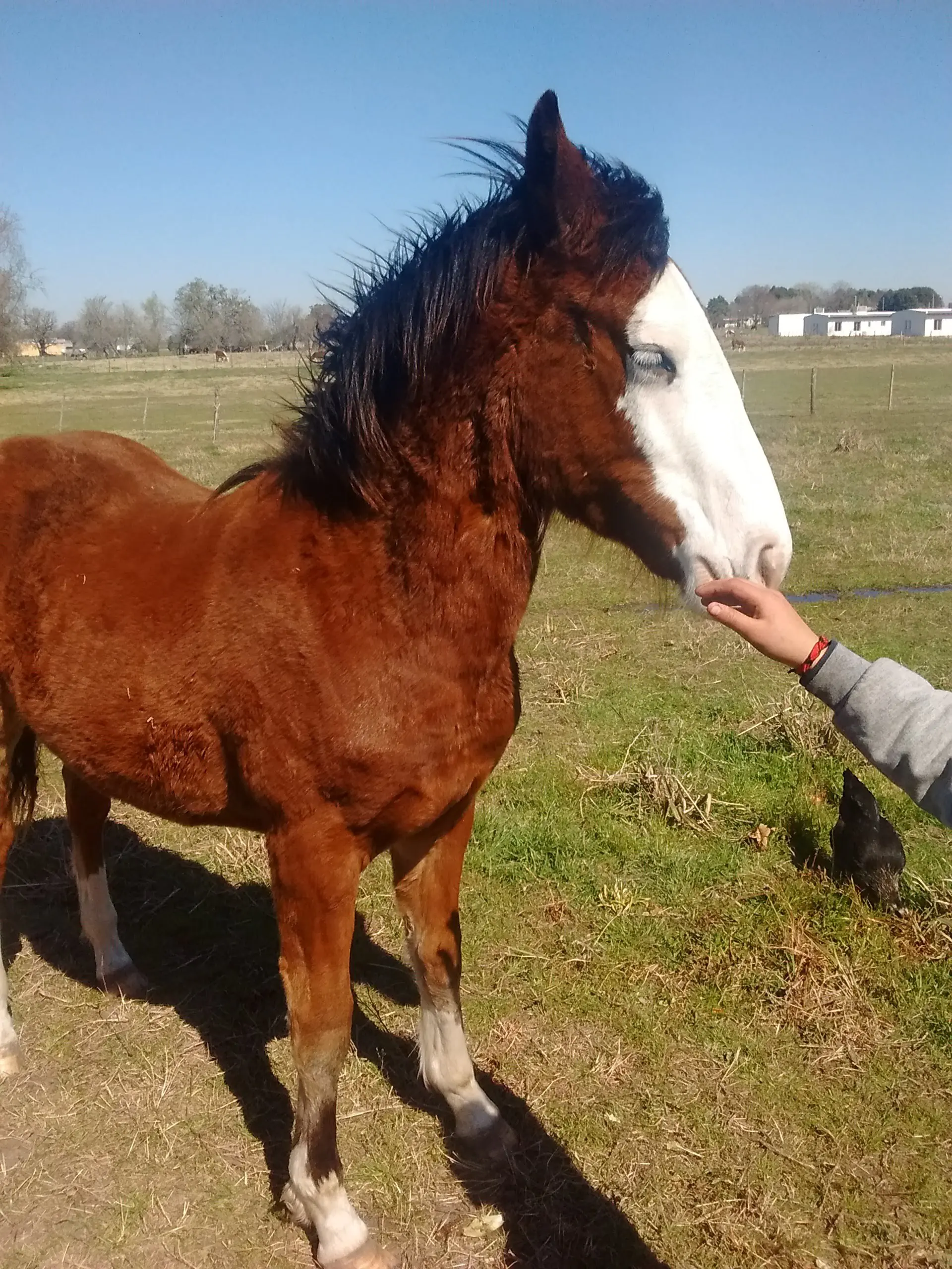 caballo