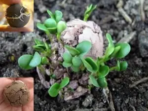 agricultura