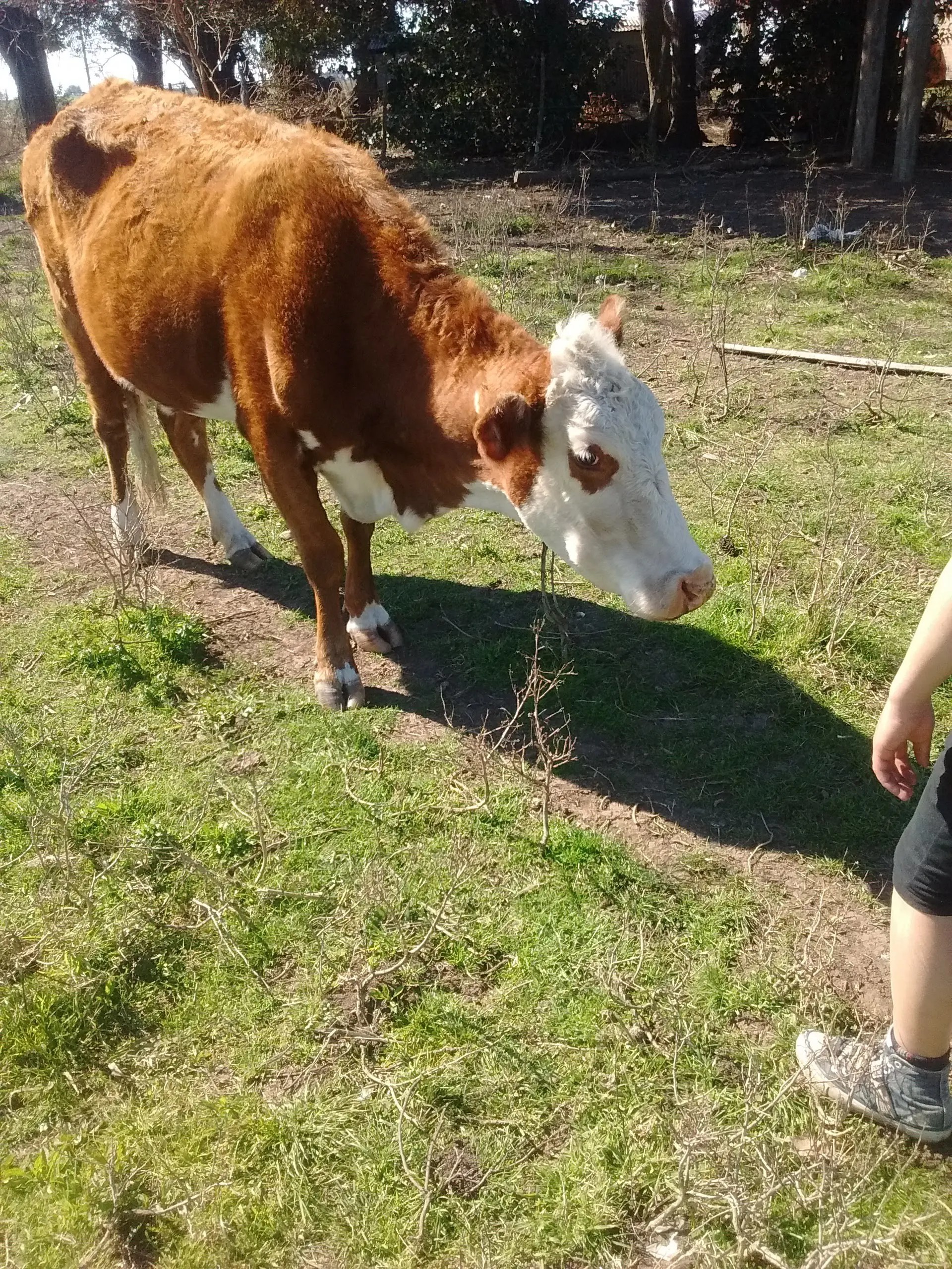 asado