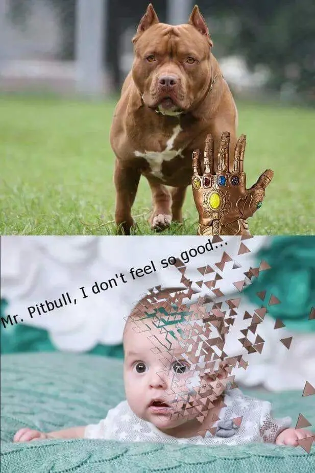 Memes de pitbulls come niños