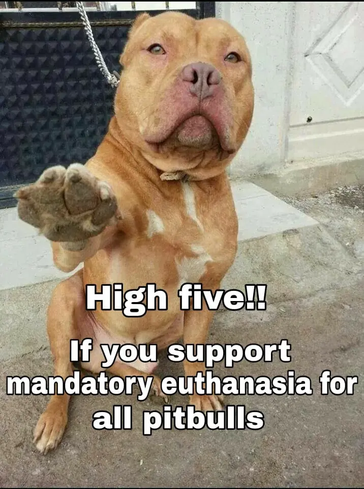 pitbull