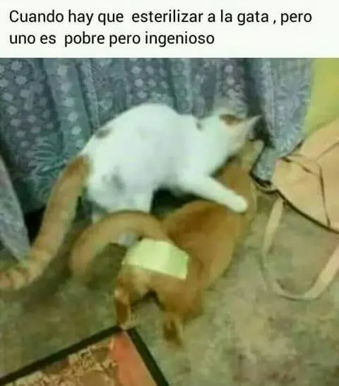 Te aburres? Recopilación de memes para la tarde