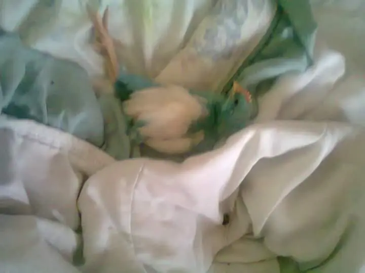 pollito