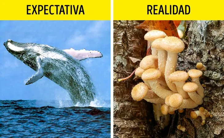 educacion