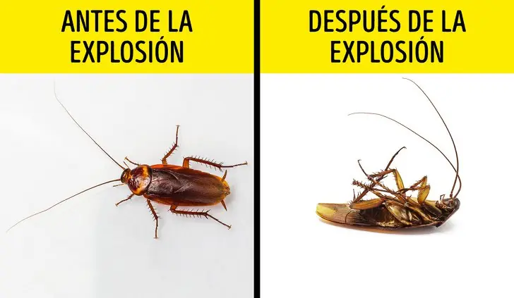 falsos