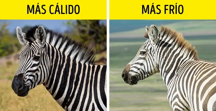 educacion