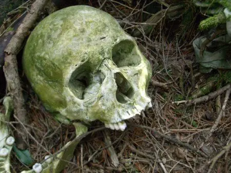 Aokigahara Aokigahara