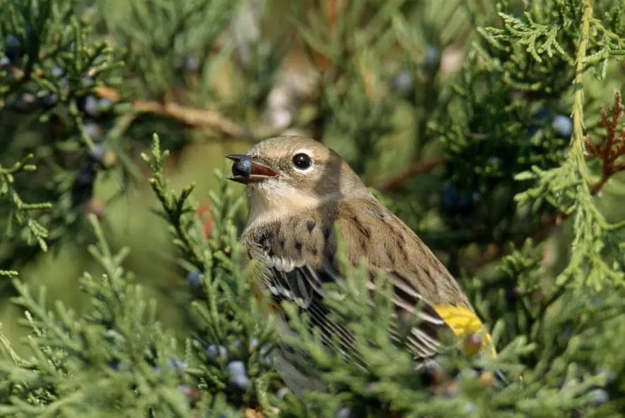 Cómo podría afectar el huracán Florence a la fauna salvaje