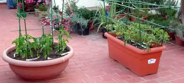 huerto