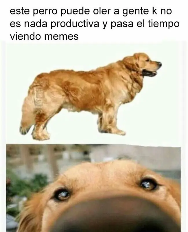 HUMOR