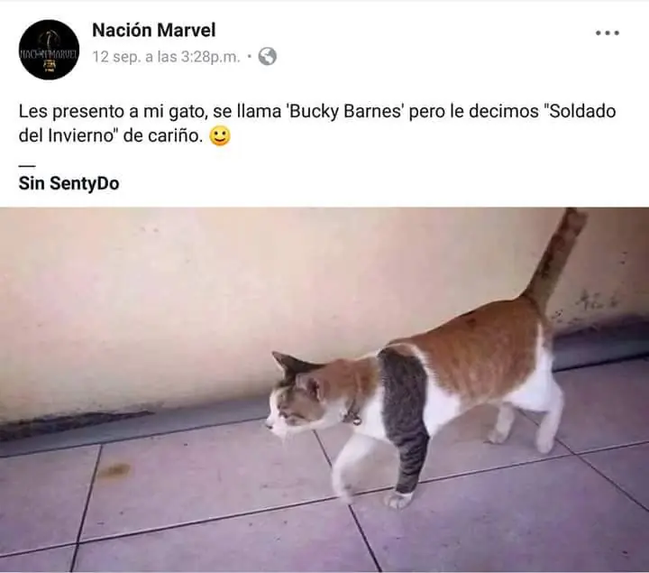 MEMES