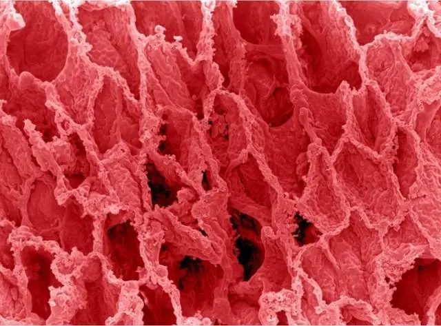 Una mirada al cuerpo humano bajo el microscopio