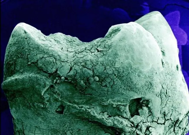 Una mirada al cuerpo humano bajo el microscopio