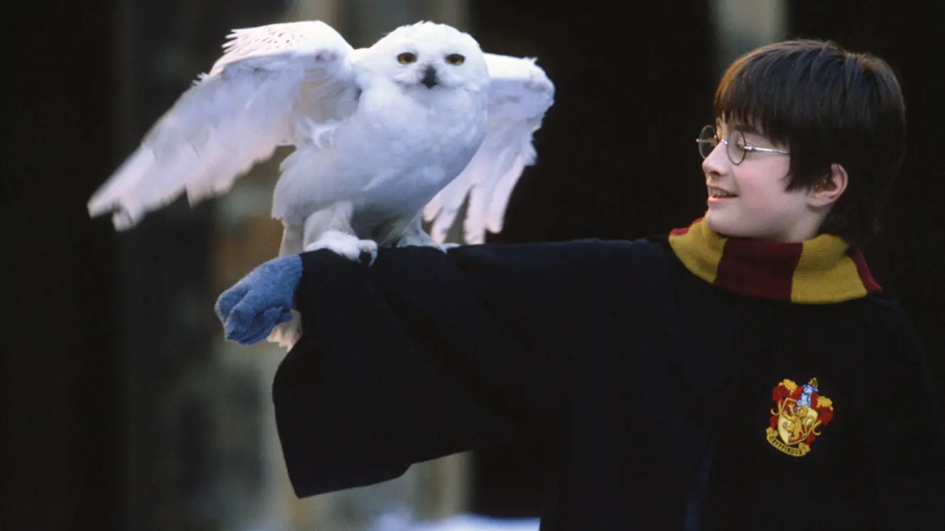 curiosidades de harry potter