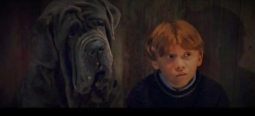 curiosidades de harry potter