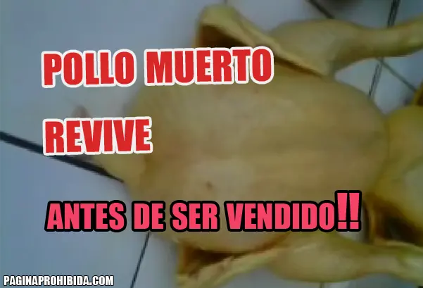 Pollo muerto "revive" antes de ser vendido (VIDEO)