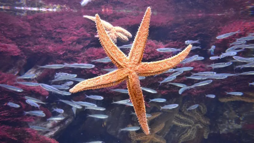 Anuncian la primera extinción marina registrada en Australia
