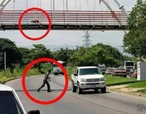 estupidos