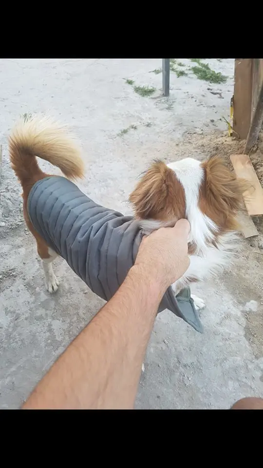 Le puse un candado a mi perro y te lo muestro