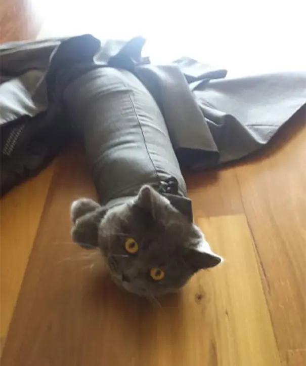 gatos