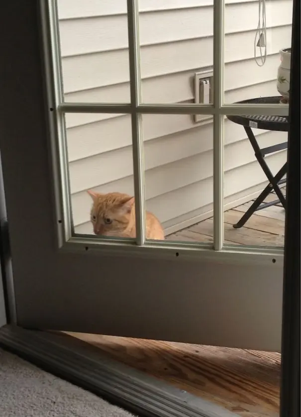 gatos