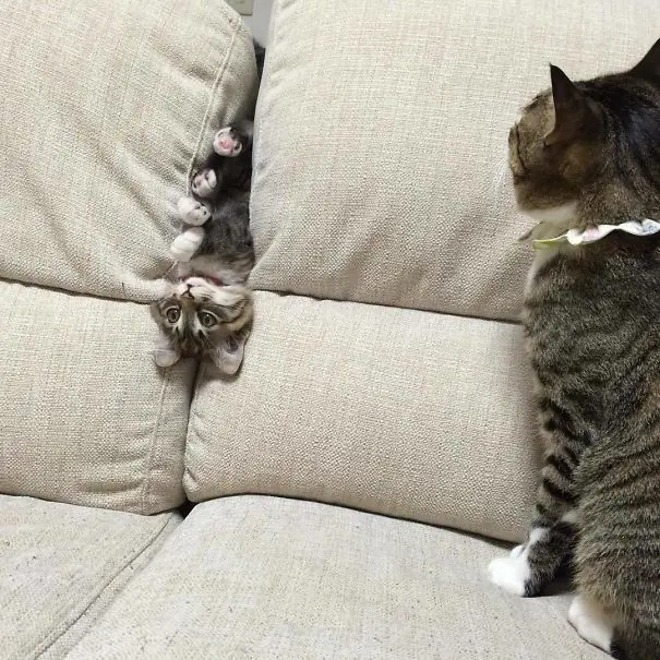 gatos