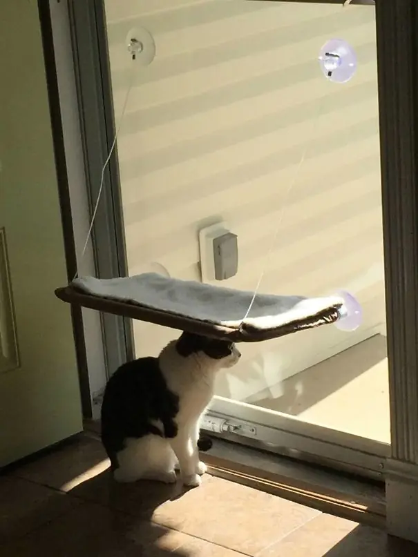 gatos
