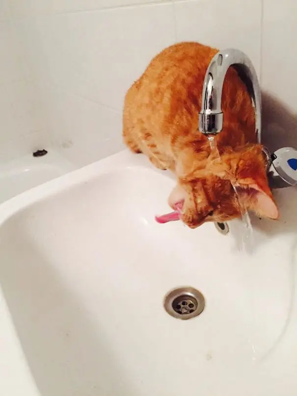gatos