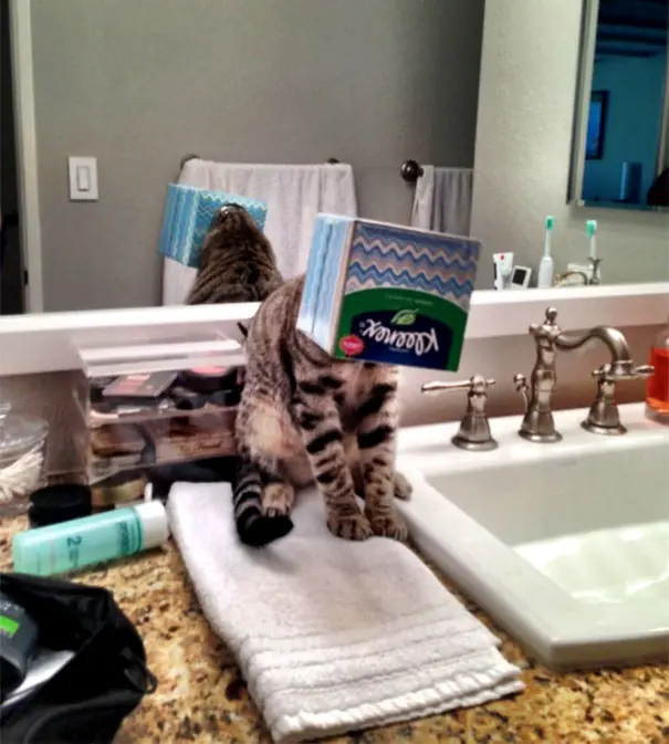 gatos