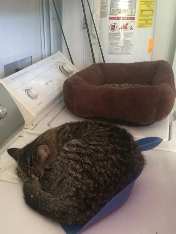 gatos