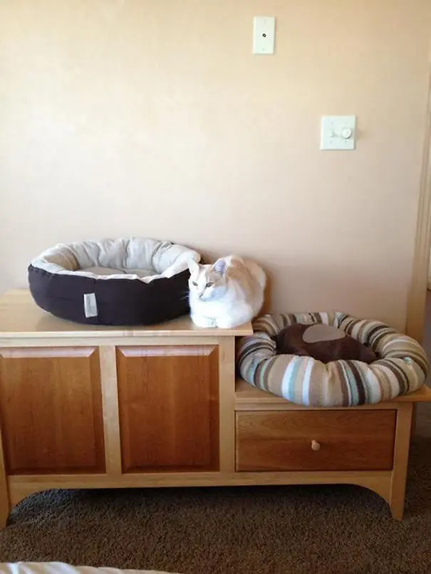 gatos