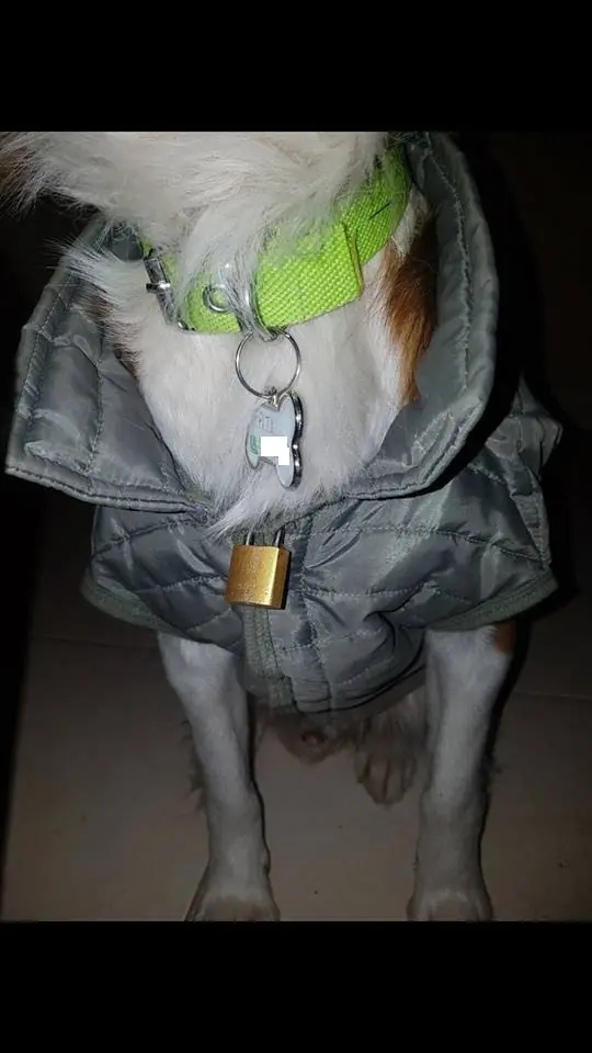 Julypets