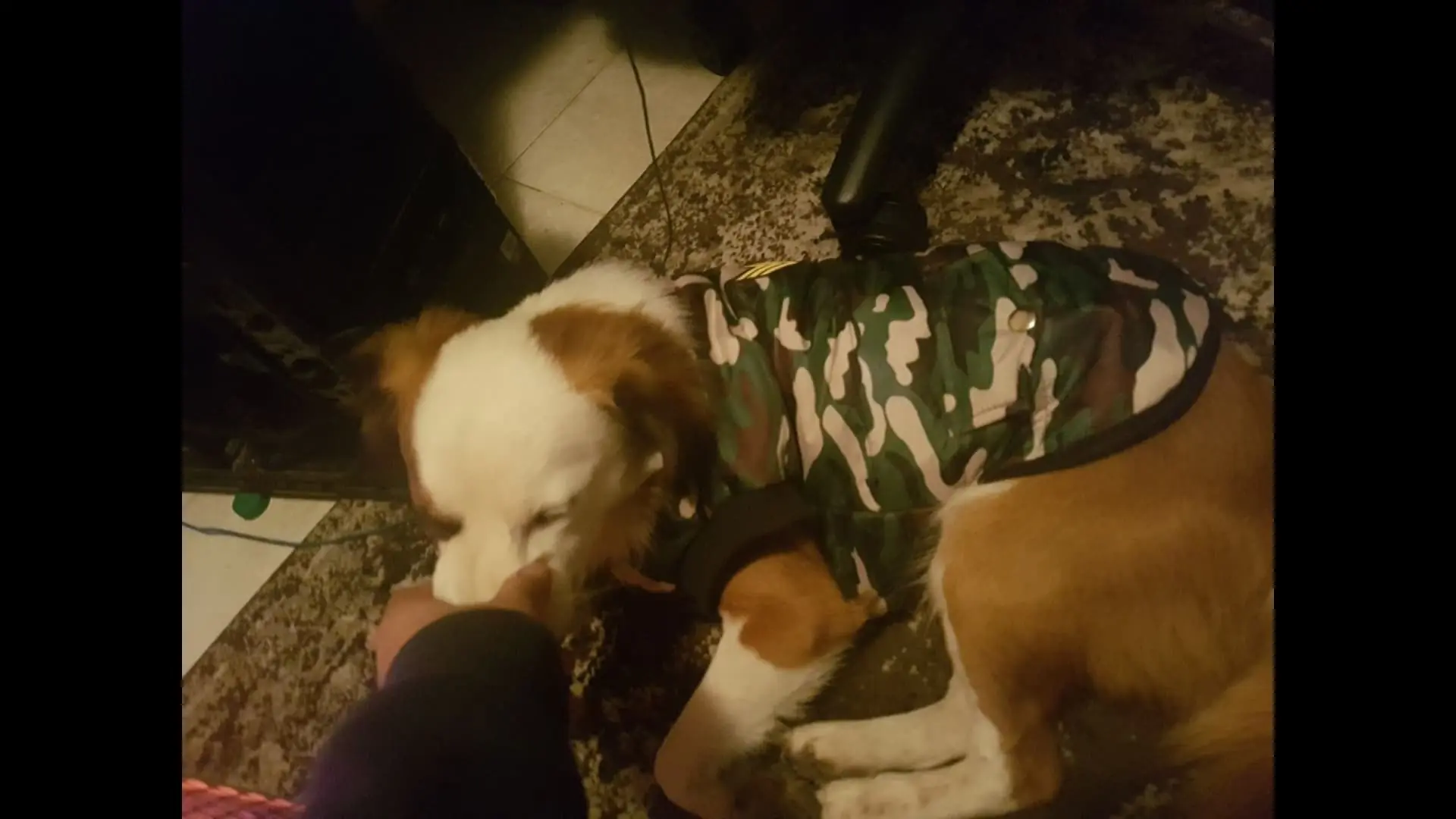 Perro