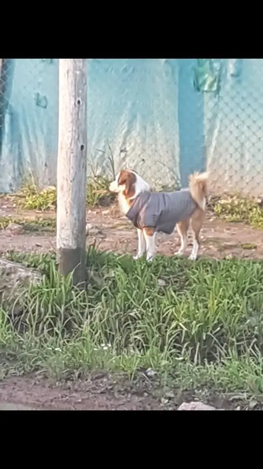 Perro