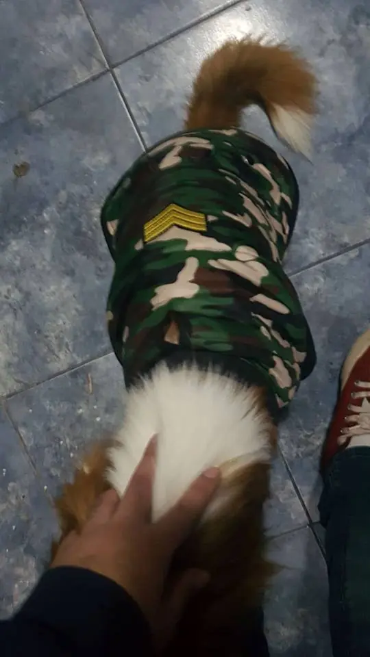 Le puse un candado a mi perro y te lo muestro