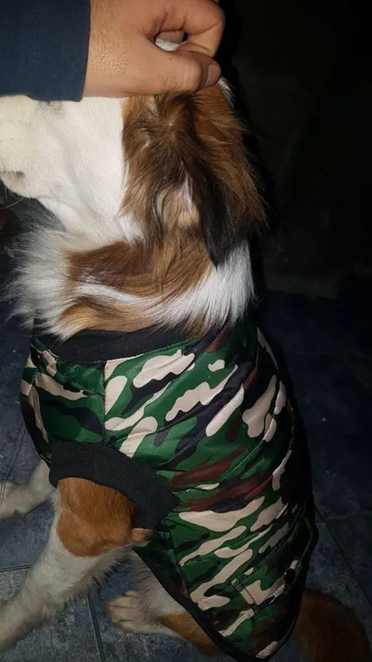 Julypets