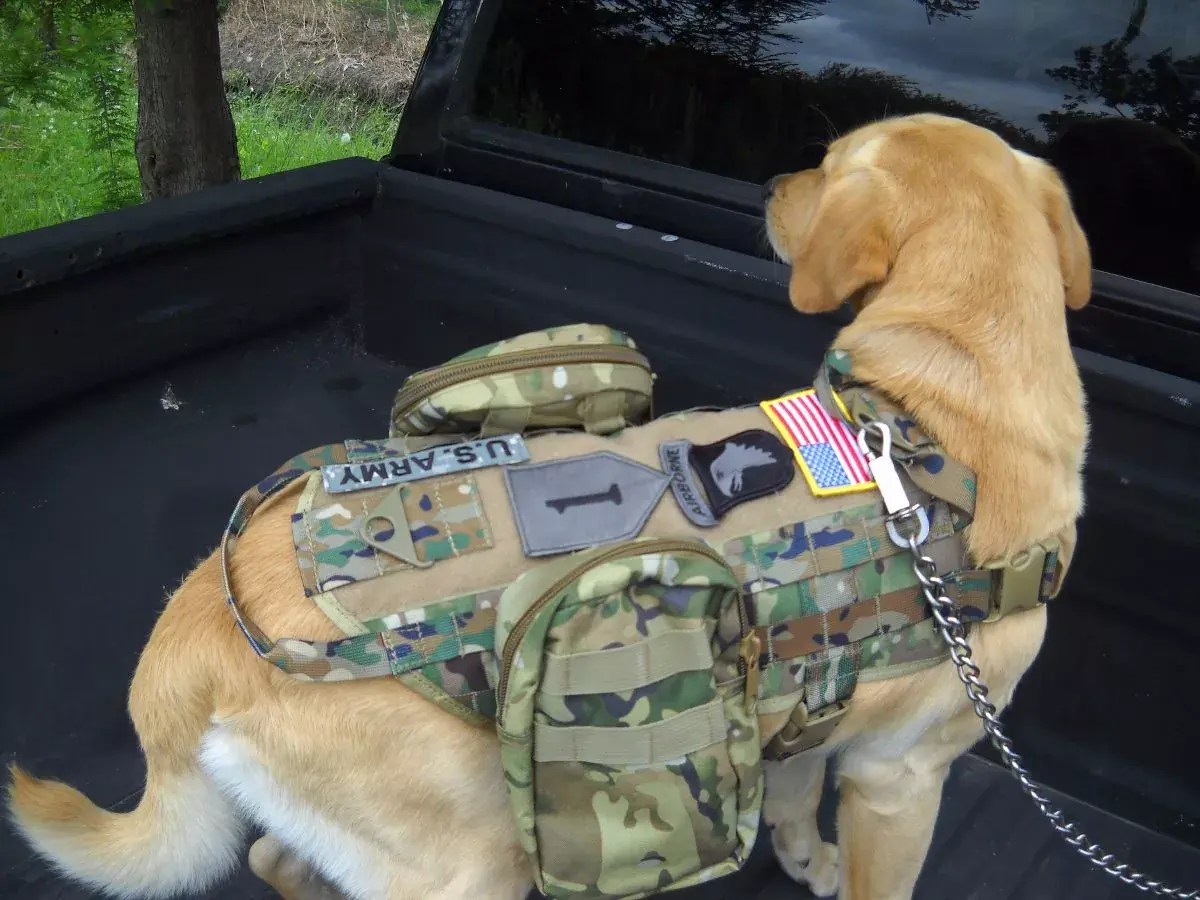 Le puse un candado a mi perro y te lo muestro