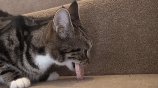 gatos