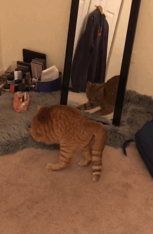 gatos
