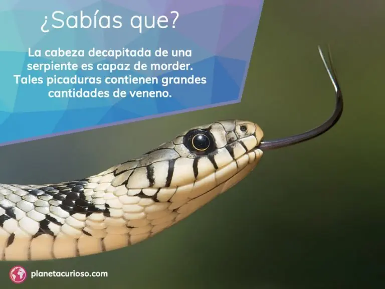 curiosidades